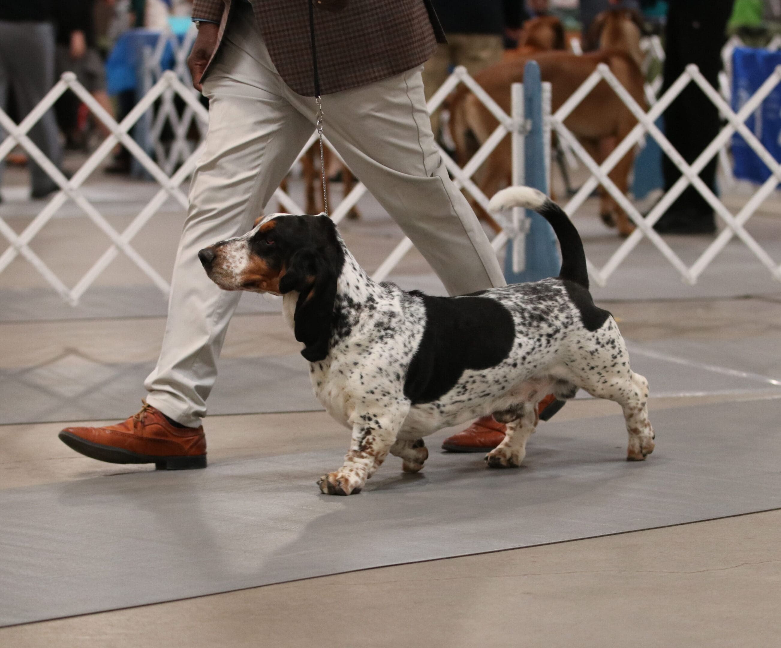 Quality Breeding and Care – Absinthe Basset Hounds